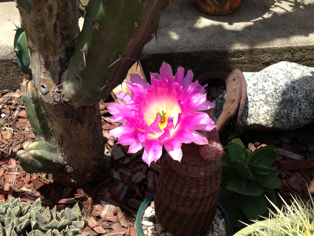 Cactus flower - echinocereus pectinatus v. rubispinus.
