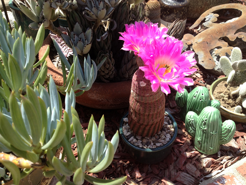 Cactus flowers.