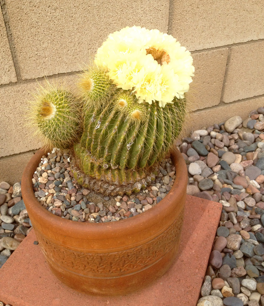Cactus flowers - echinocactus grusonii