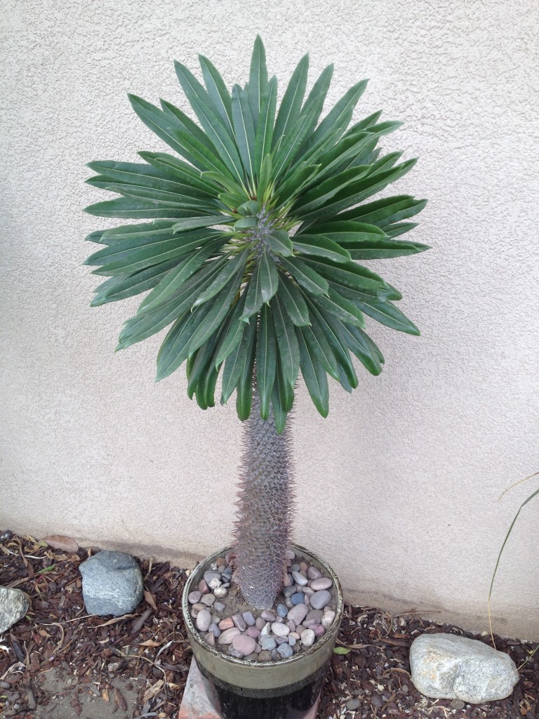 Pachypodium lamerei, Madagascar Palm.