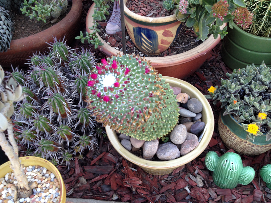 Mammilaria hahniana