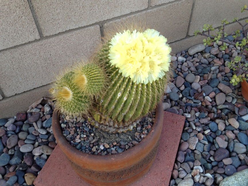 Echinocactus grusonii