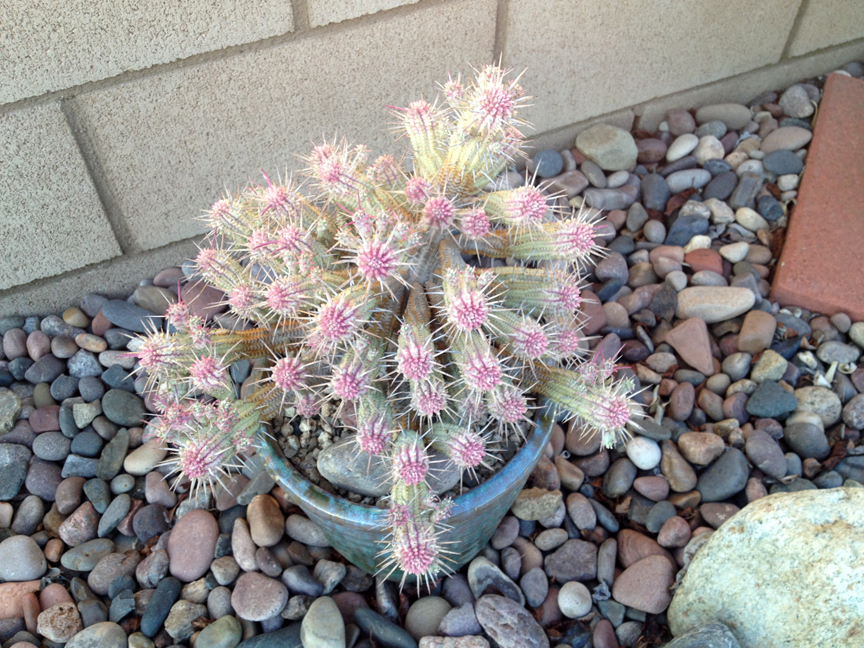 Euphorbia Mammillaris Variegata