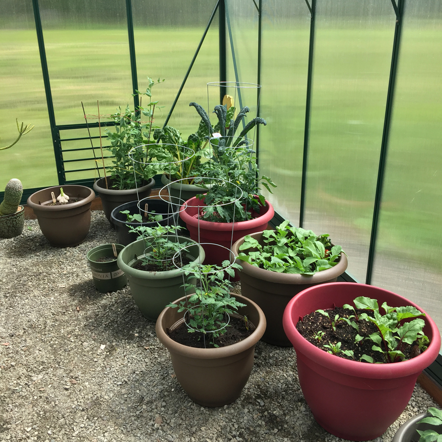 gardening, greenhouse, greenhouse gardening, vegetable gardening, gardening in pots