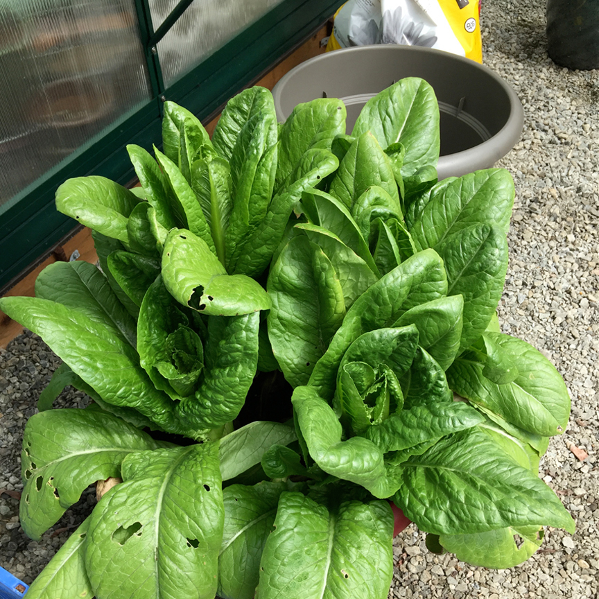 gardening, greenhouse, greenhouse gardening, vegetable gardening, gardening in pots