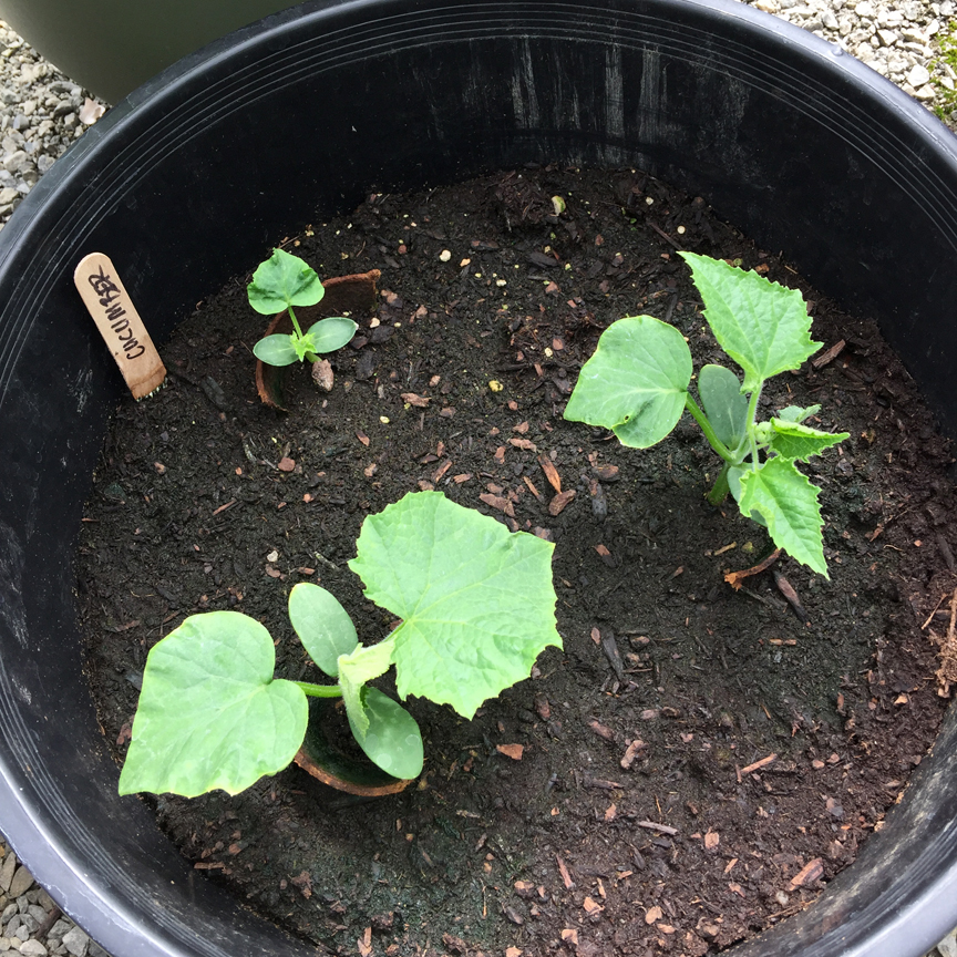 gardening, greenhouse, greenhouse gardening, vegetable gardening, gardening in pots