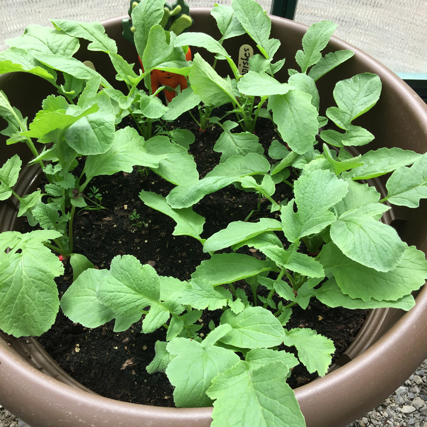 gardening, greenhouse, greenhouse gardening, vegetable gardening, gardening in pots