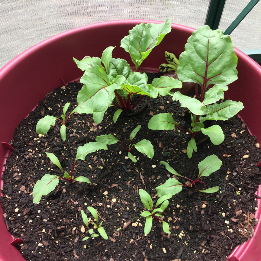 gardening, greenhouse, greenhouse gardening, vegetable gardening, gardening in pots