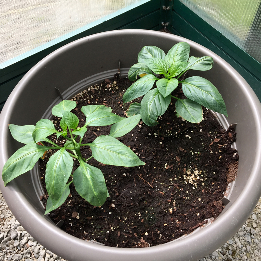 gardening, greenhouse, greenhouse gardening, vegetable gardening, gardening in pots